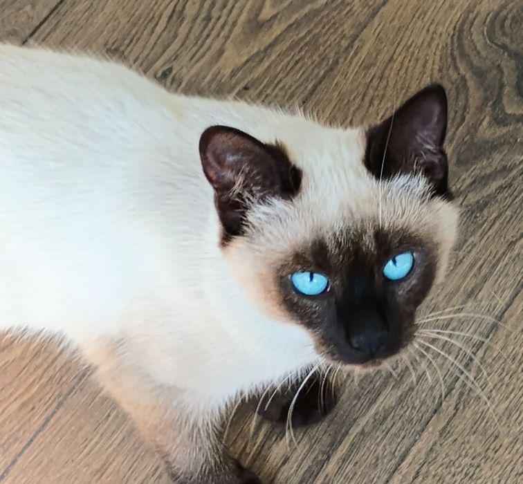 Сиамская кошечка 6 мес.