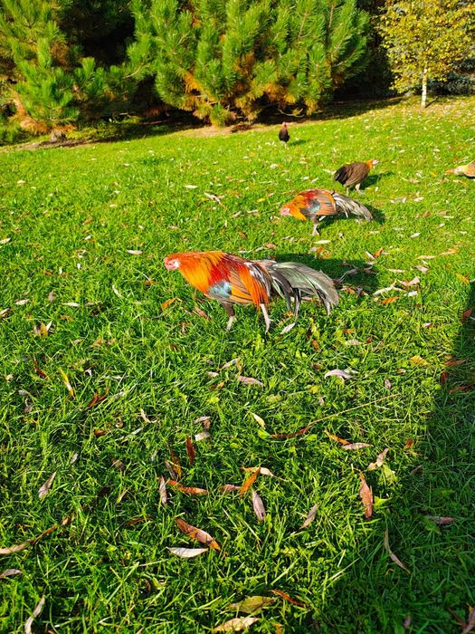 Kogut Feniks ozdobny