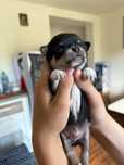 Chihuahua Miniaturka  Piekny Tri kolor piesek