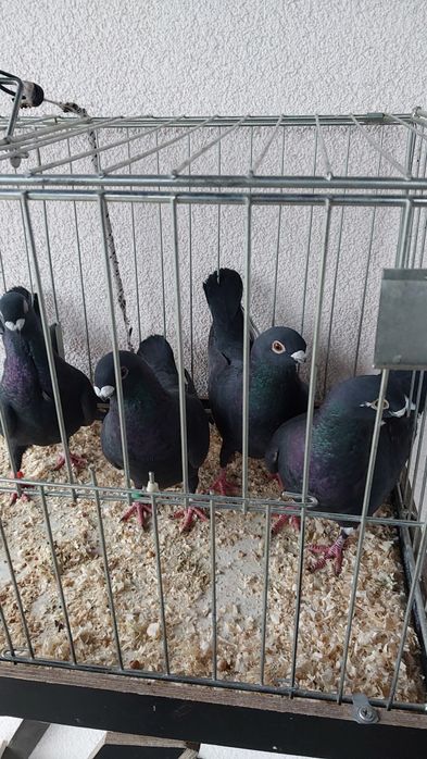 Sprzedam 2 pary Orliki