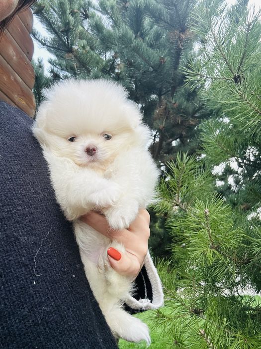 Білосніжний хлопчик шпіц