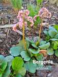 Bergenia sercolistna różowa - bylina ogrodowa