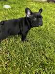 Buldog francuski -chlopczyk