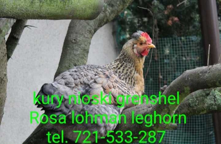 *15tyg Kury Nioski Lohman Leghorny Sandy Grenshel Rosa wysyłka