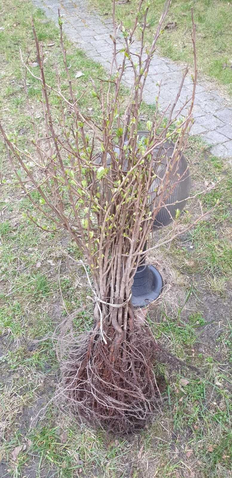 Sadzonki Pigwowiec japoński, pigwa _ 10 sztuk wysył