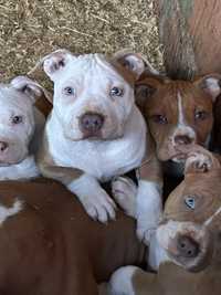 American bully pocket