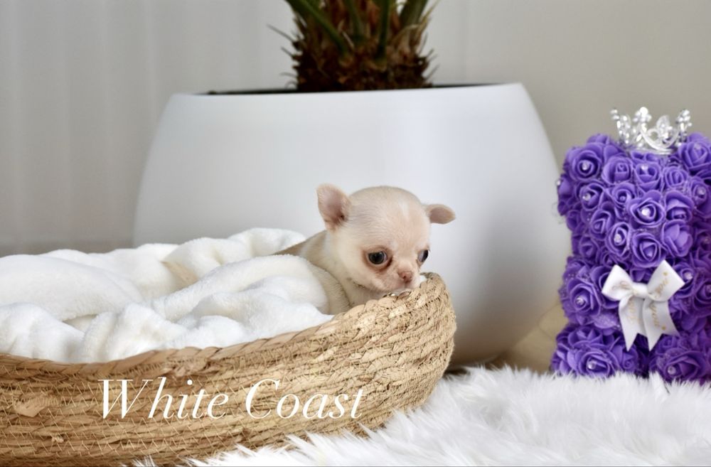 Cudny prześliczny piesek chihuahua xxs