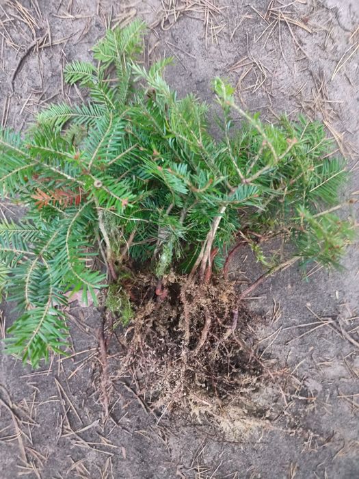 Jodła pospoliita sadzonki