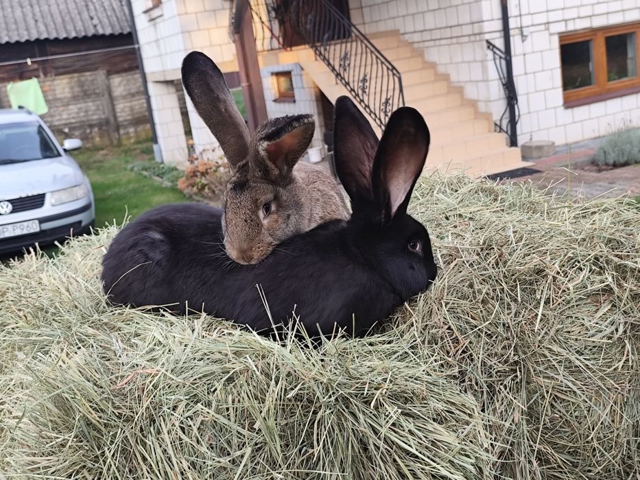 Króliki samce olbrzym belgijski