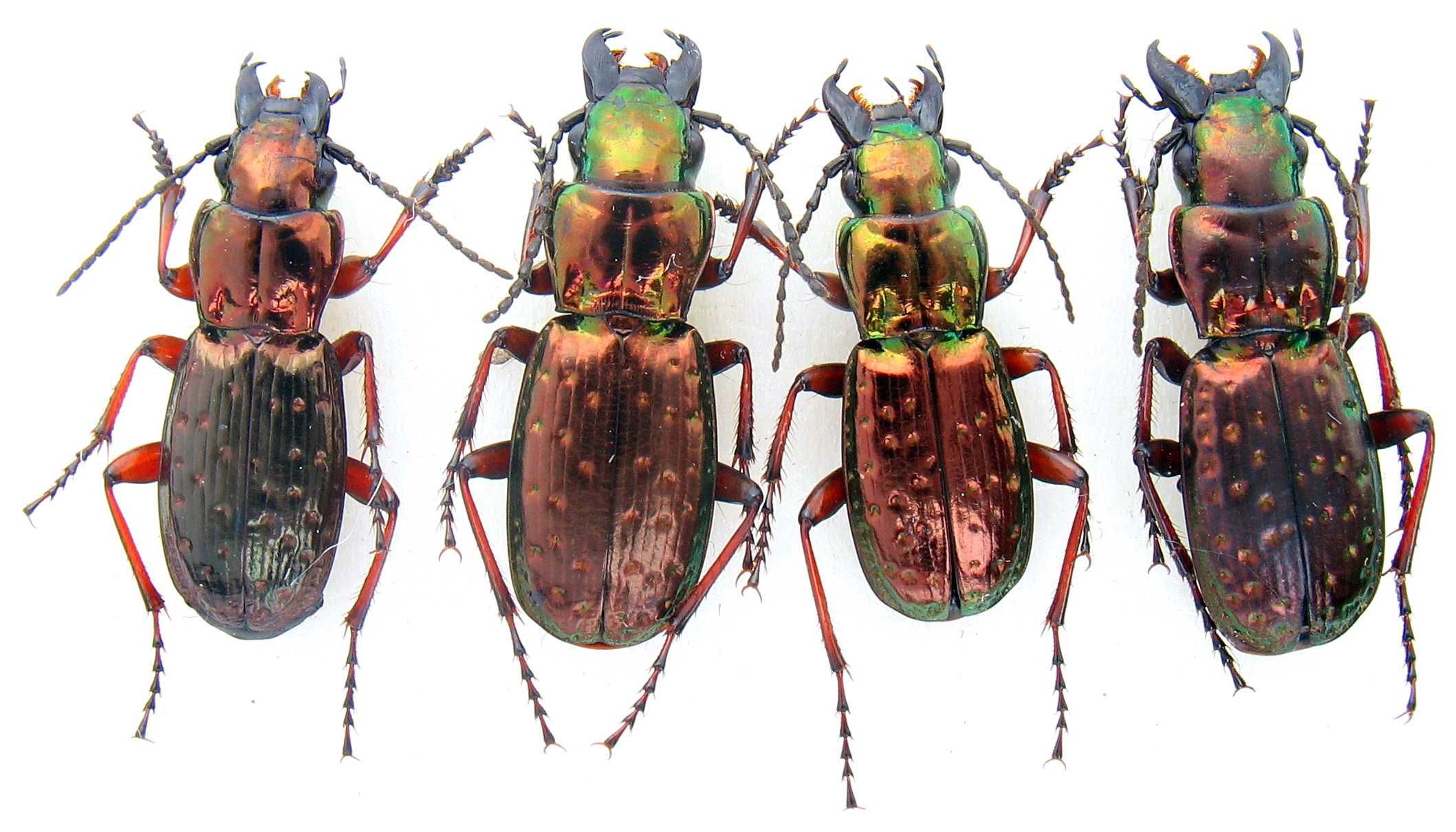 Pterostichus pilosus коллекция насекомые, комахи, жуки колекція