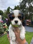Cavalier king charles spaniel cudne szczeniaki piesek
