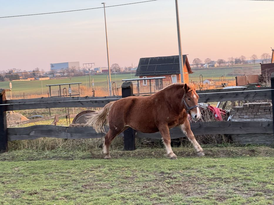 Klacz Zimnokrwista ze Źrebakiem