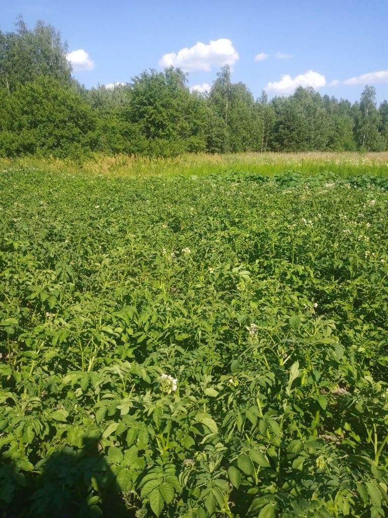 Дім та земля для будівництва