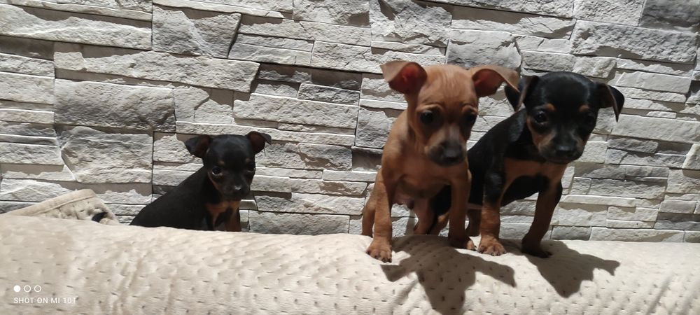 Pinczer miniatura z metryką