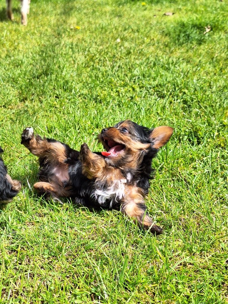 Yorkshire terrier śliczny mały piesek