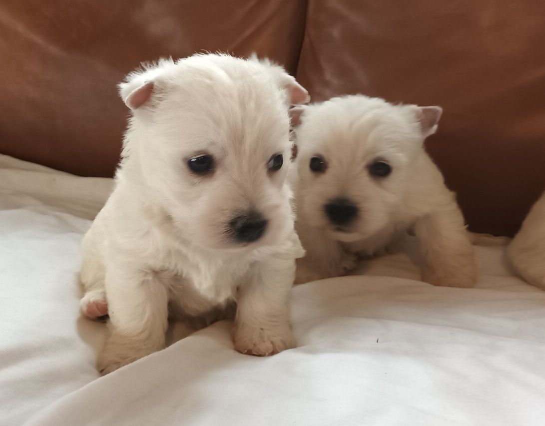 West highland white terrier piękny piesek