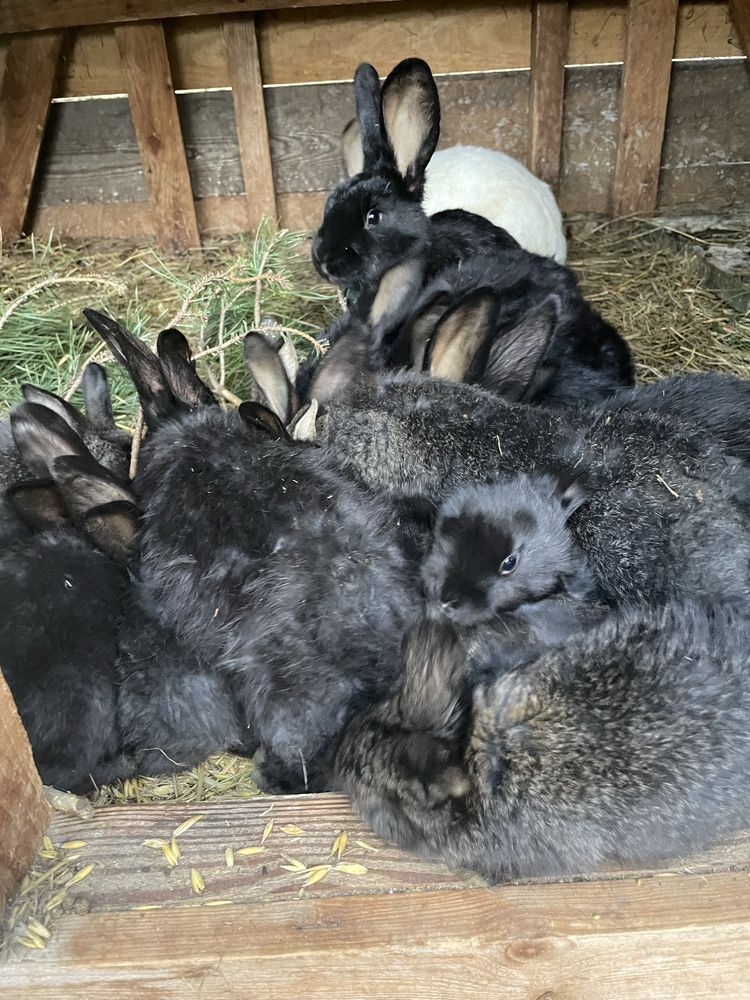 Króliki młode, hodowlane króle