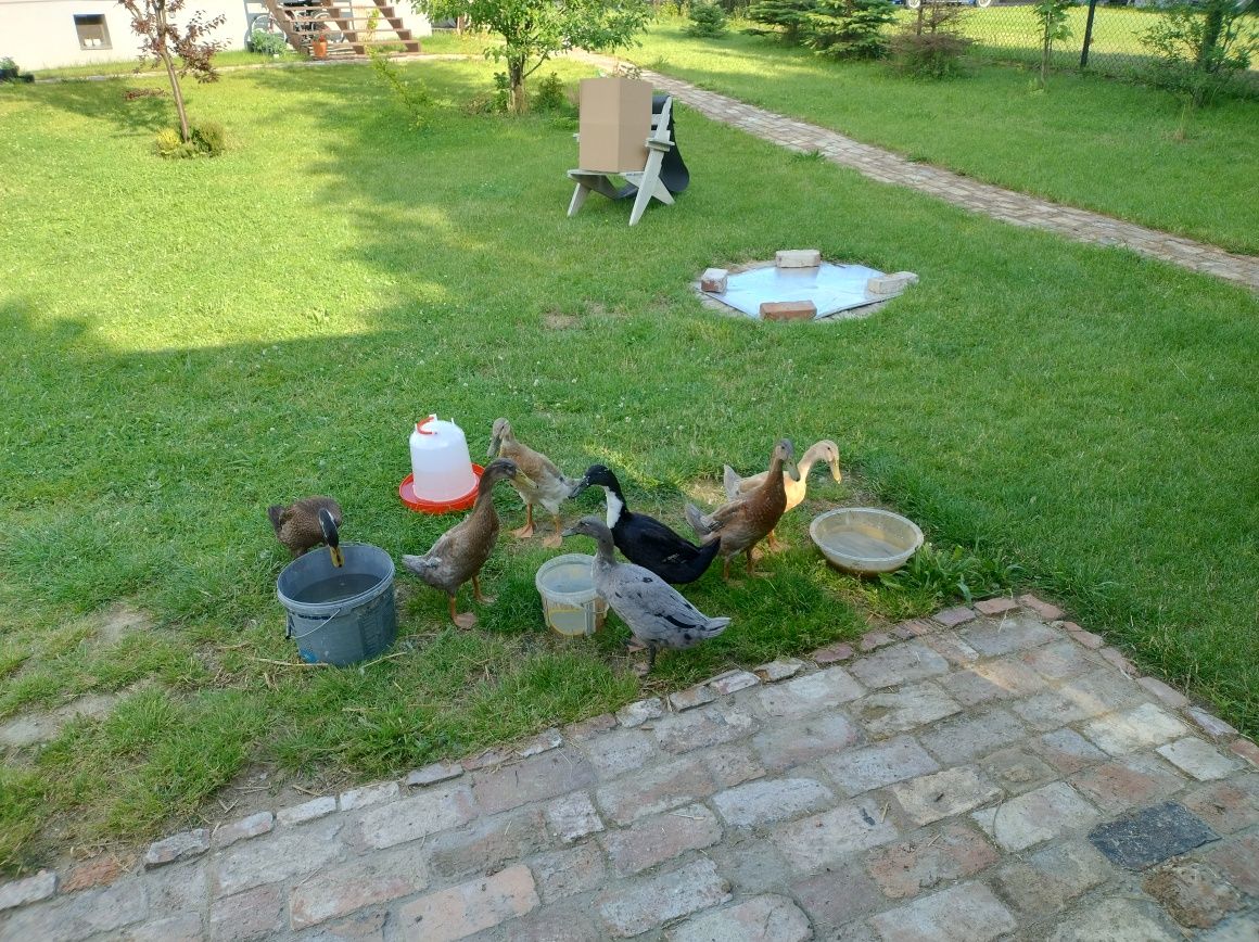 Para kaczek biegusów