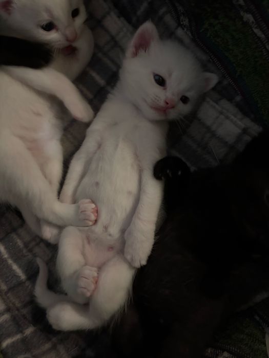 отдам котят в добрые руки бесплатно