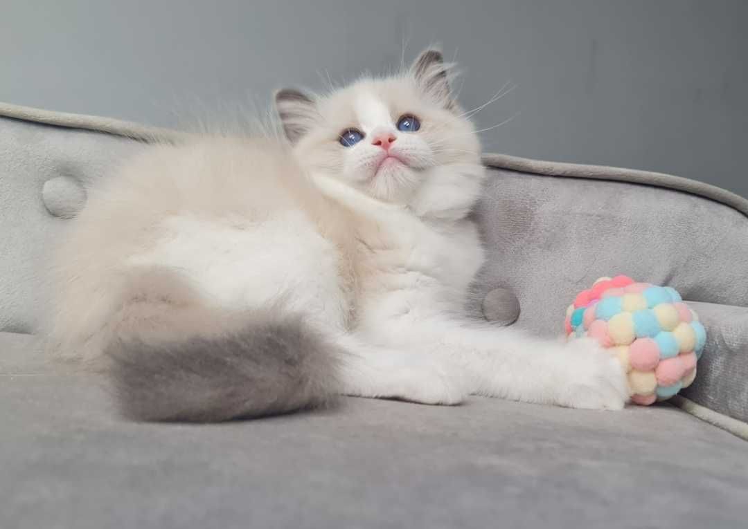 Kocurek Ragdoll Blue Bikolor