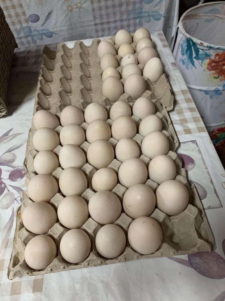 Ovos de pata caseiros 3.5 a duzia