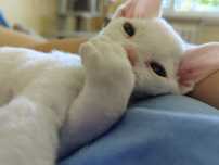 Devon rex białe kędziorki