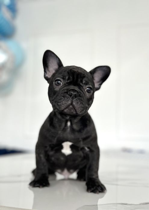 Buldog francuski piesek marengo