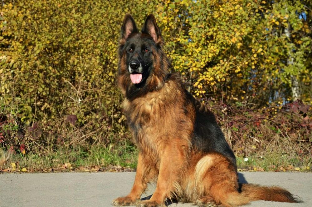 Owczarek Niemiecki Owczarki Niemieckie- DOROSŁA SUKA !