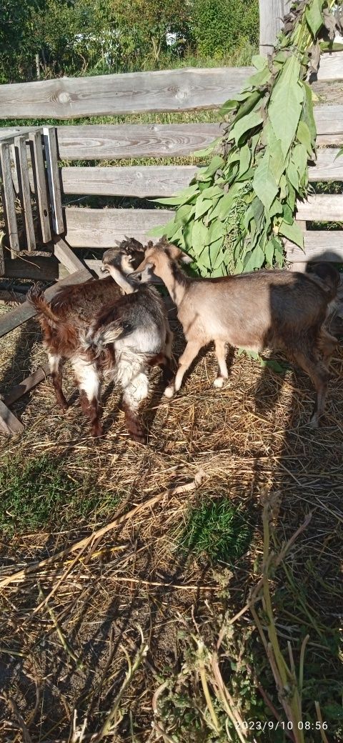 Кози і козенята породи ламанча