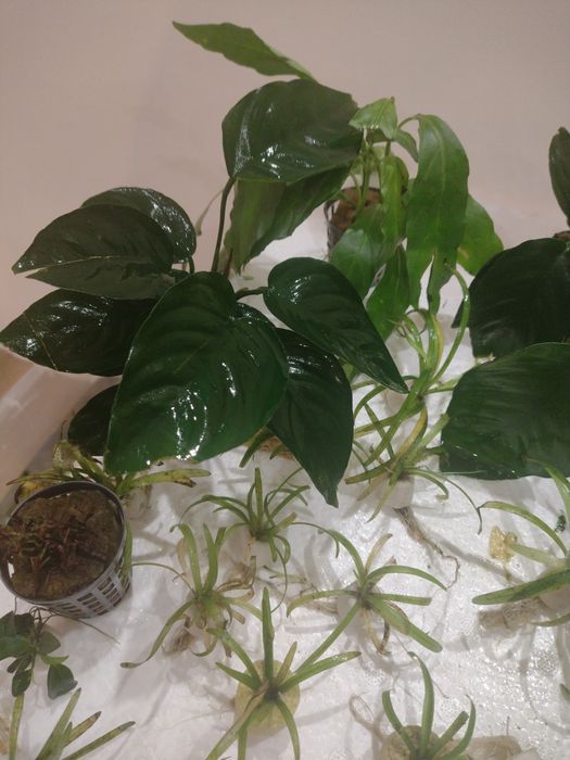Roślinki do akwarium gałęzatka zwartka bucephalandra