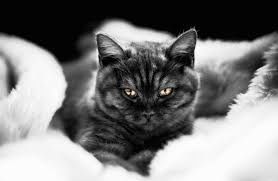 Британські котята є рідкісний містичний окрас чорний дим!!!