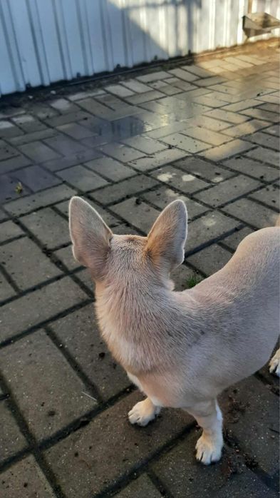 Piękny piesek rasy Chihuahua - chłopczyk