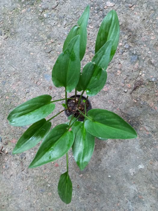 Продам Дримиопсис.Комнатный цветок.