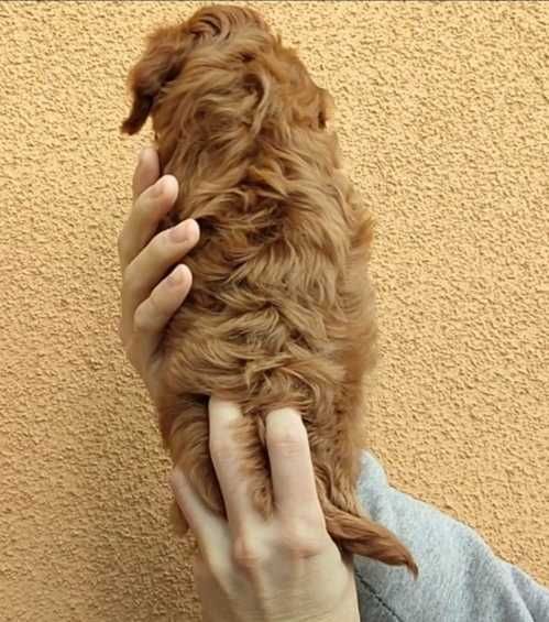 Невероятная красотка мальтипу. Девочка в окрасе ред браун.