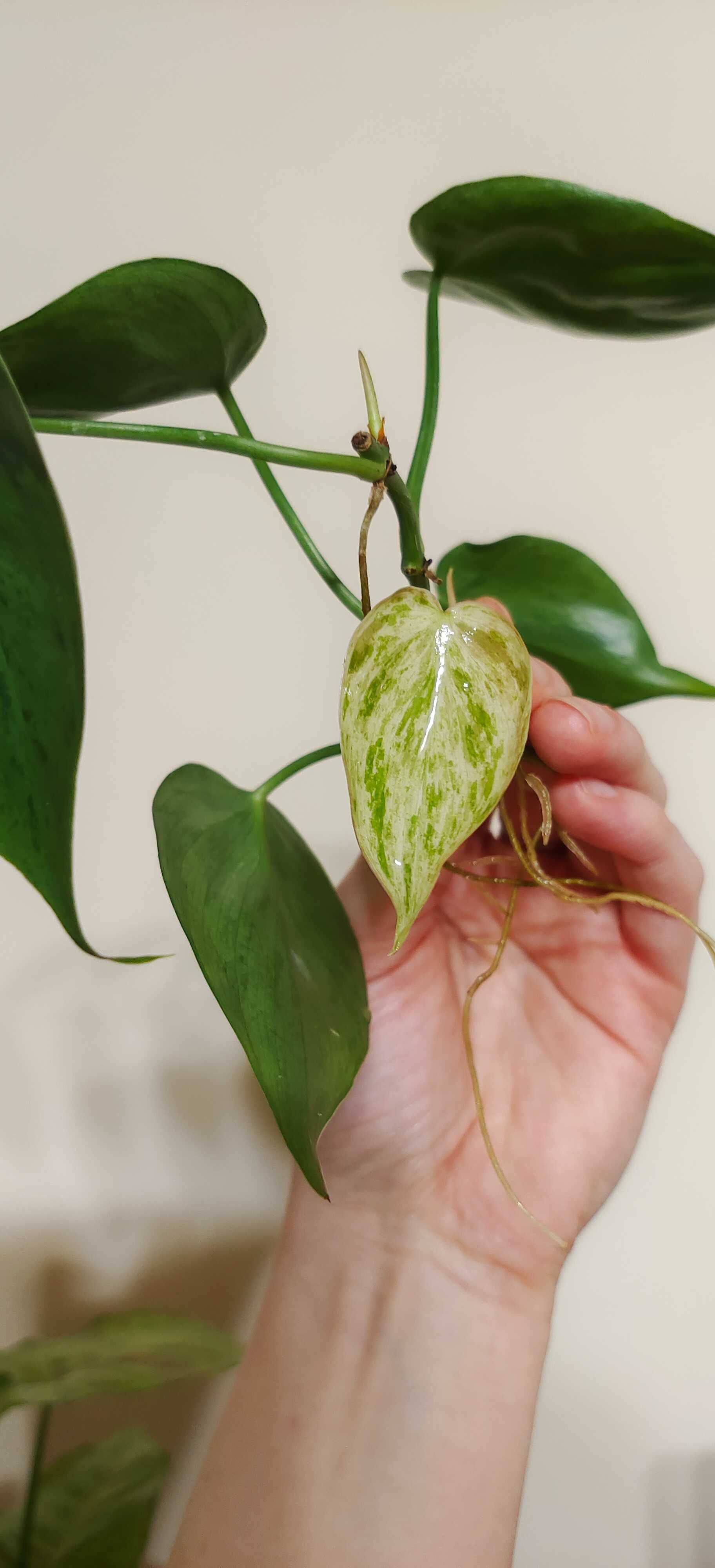 Philodendron hederaceum variegata -ukorzeniona kilkulistna sadzonka