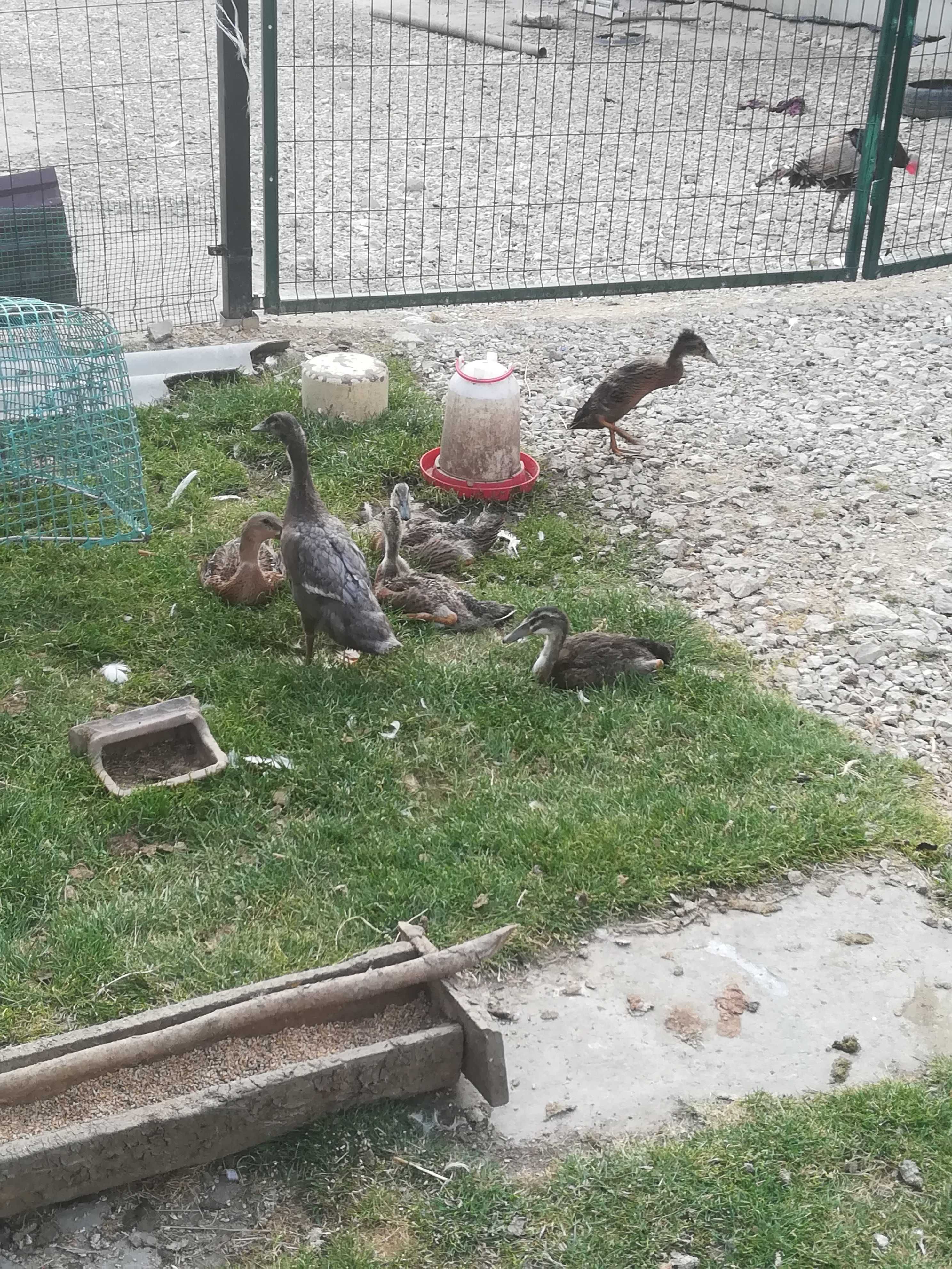biegusy sprzedam