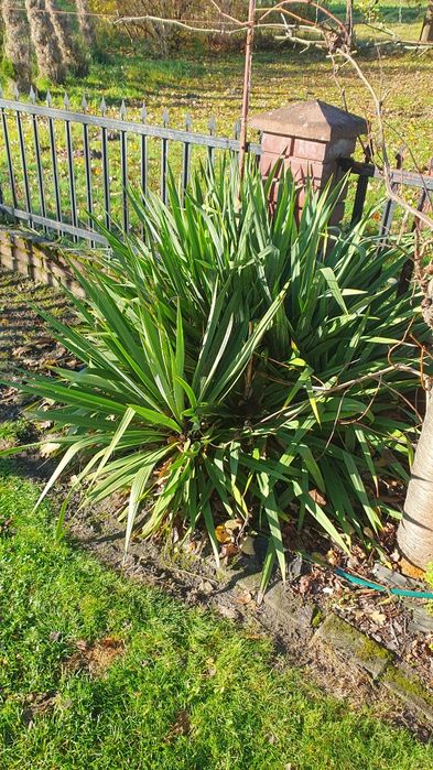 Juka za darmo około 10 szt