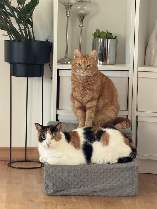 Dwa kotki szukaja kochajacego domu