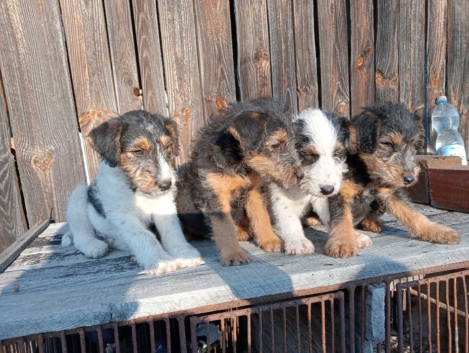 Foksterier szczenięta 8-tygodniowe