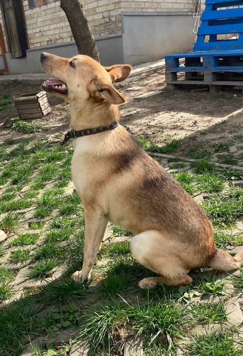 Прекрасній юний пес шукає дім!