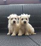 Urocza suczka  rasy West Highland White Terrier (Westie) RODOWÓD
