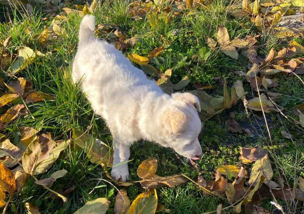 Отдам даром девочку