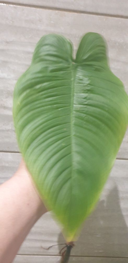 Philodendron Tenue