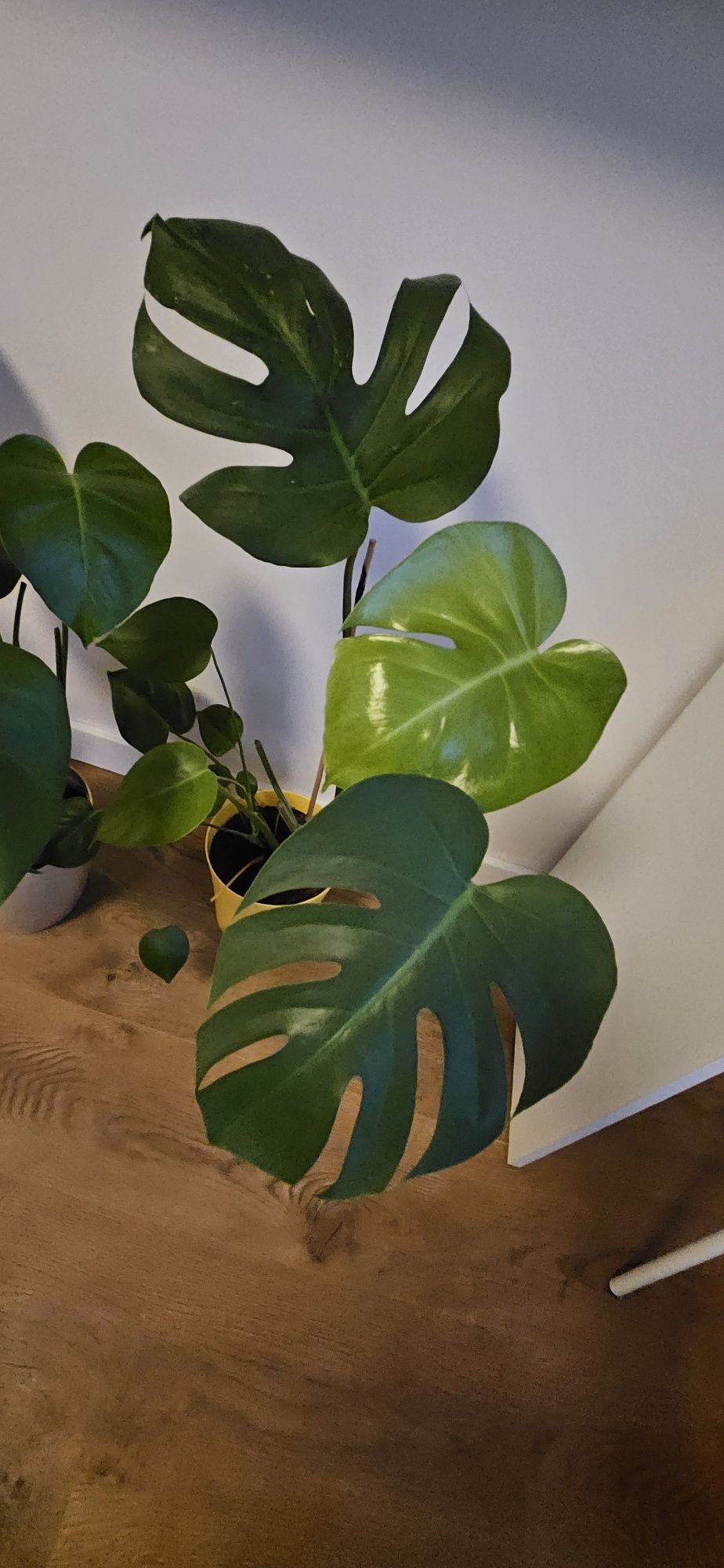 Kwiatki monstera