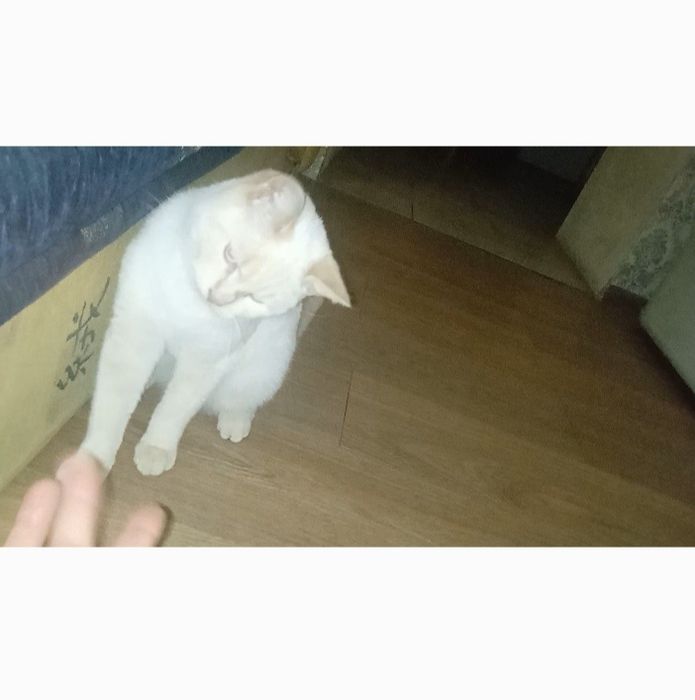 Пропал белый кот