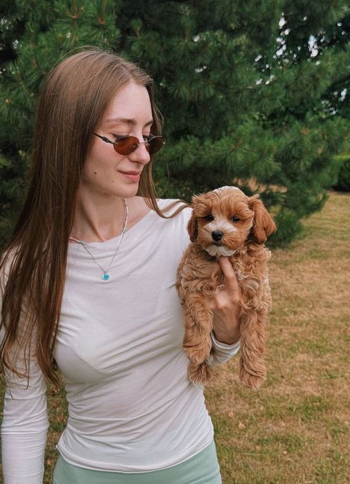 Maltipoo собака • мальтіпу міні ф1 – дитяча любов