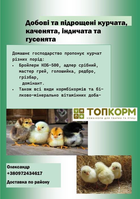 Добовий молодняк: бройлери та м'ясояєчні породи курчат