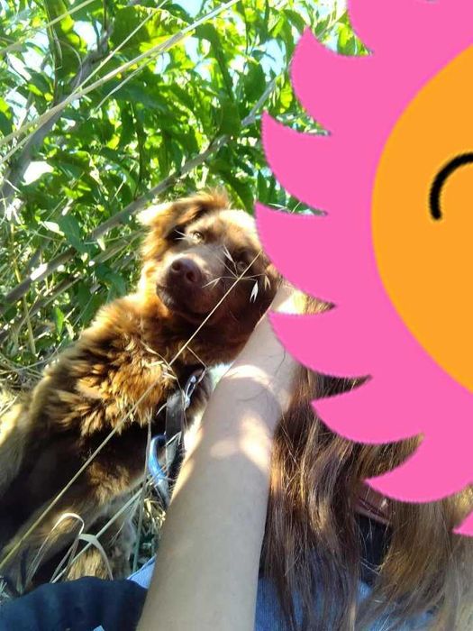 Adoção cadela 2 anos