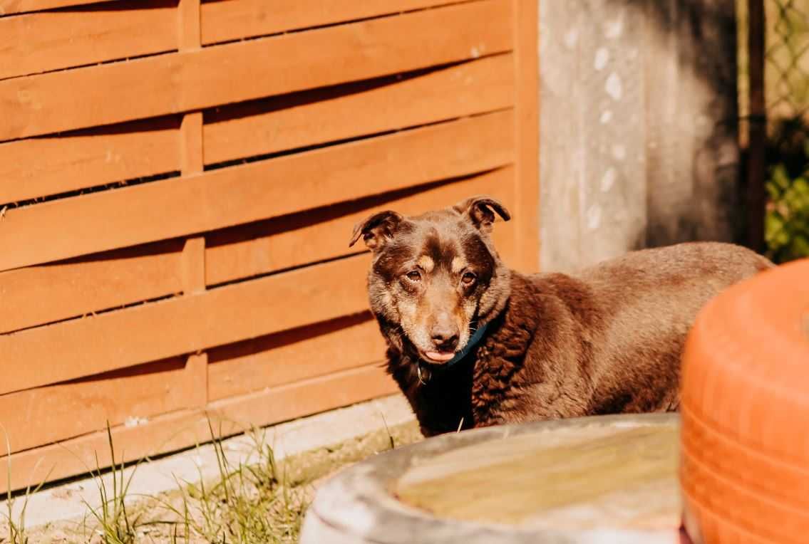 Delikatna, grzeczna sunia poleca się do adopcji!!!