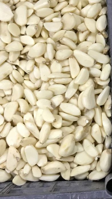 Czosnek obierany na biało, POLSKI, Harnaś